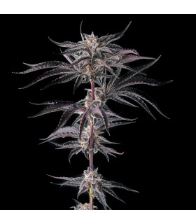 NAKAMARRA (Pink Certz x Black Amber)
