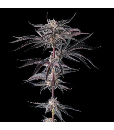 NAKAMARRA (Pink Certz x Black Amber)