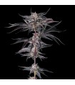 NAKAMARRA (Pink Certz x Black Amber)