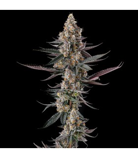 SHAKE BACK (Apples & Bananas x Black Amber)