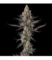 SHAKE BACK (Apples & Bananas x Black Amber)