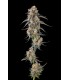 SOLAZO (Pinana x Black Amber)