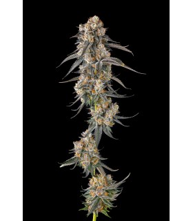 SOLAZO (Pinana x Black Amber)