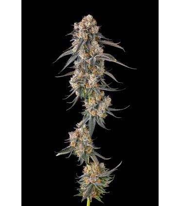 SOLAZO (Pinana x Black Amber)