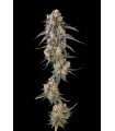 SOLAZO (Pinana x Black Amber)