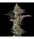 TOSTONES (Private Banana x Black Amber)