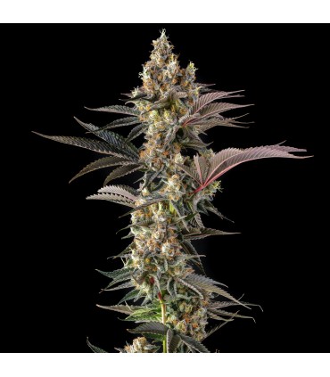 TOSTONES (Private Banana x Black Amber)