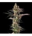 TOSTONES (Private Banana x Black Amber)