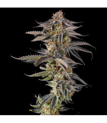 JAHrassic (JAHmagic x Black Amber)