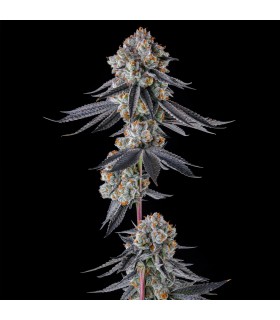 GASTRO FUNK (Gastro Pop 5 x Black Amber)