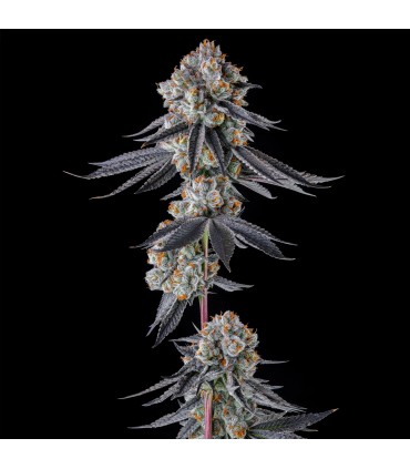 GASTRO FUNK (Gastro Pop 5 x Black Amber)