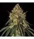 B-52 by Booba 3FEM (B-45 x Pineapple Jam)