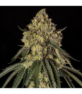 B-52 by Booba 3FEM (B-45 x Pineapple Jam)