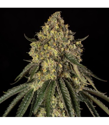 B-52 by Booba 3FEM (B-45 x Pineapple Jam)