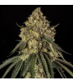 B-52 by Booba 3FEM (B-45 x Pineapple Jam)