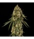 B-52 by Booba 3FEM (B-45 x Pineapple Jam)