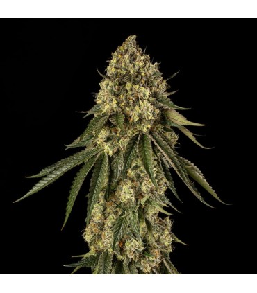 B-52 by Booba 3FEM (B-45 x Pineapple Jam)