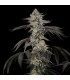 Cherry Essence 3FEM (Cherry Pie x Cherry AK) x Animal Face Mints