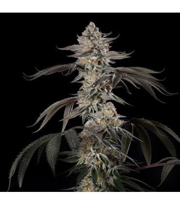 Cherry Essence 3FEM (Cherry Pie x Cherry AK) x Animal Face Mints