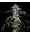 Cherry Essence 3FEM (Cherry Pie x Cherry AK) x Animal Face Mints