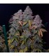 Gorilla Frost 3FEM (Gorilla Glue 4 x Gorilla Glue 5)