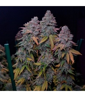 Gorilla Frost 3FEM (Gorilla Glue 4 x Gorilla Glue 5)