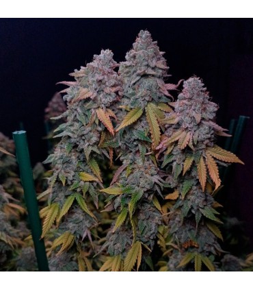 Gorilla Frost 3FEM (Gorilla Glue 4 x Gorilla Glue 5)