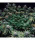Gorilla Frost 3FEM (Gorilla Glue 4 x Gorilla Glue 5)