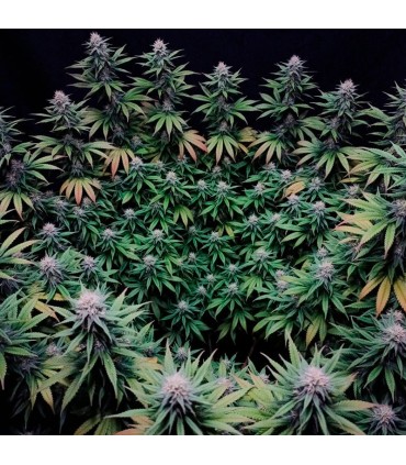 Gorilla Frost 3FEM (Gorilla Glue 4 x Gorilla Glue 5)
