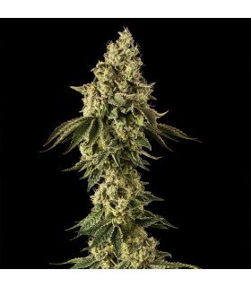Peach Cake 3FEM 3FEM (Peach Ringz x Cheesecake) By Cookies