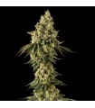 Peach Cake 3FEM 3FEM (Peach Ringz x Cheesecake) By Cookies