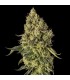 Peach Cake 3FEM 3FEM (Peach Ringz x Cheesecake) By Cookies