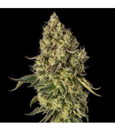 Peach Cake 3FEM 3FEM (Peach Ringz x Cheesecake) By Cookies