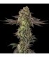 Sugar Rock 3FEM (Cereal Milk x Fruity Pebbles OG) By Cookies