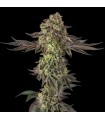 Sugar Rock 3FEM (Cereal Milk x Fruity Pebbles OG) By Cookies