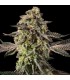 Sugar Rock 3FEM (Cereal Milk x Fruity Pebbles OG) By Cookies