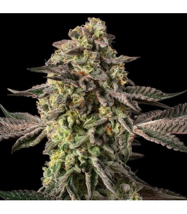 Sugar Rock 3FEM (Cereal Milk x Fruity Pebbles OG) By Cookies
