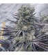 Red Dragon 6FEM (Death Kiss (Dante´s Infierno x Frosted Flakes) x Black Panther (Cheetah Piss x Sinful)