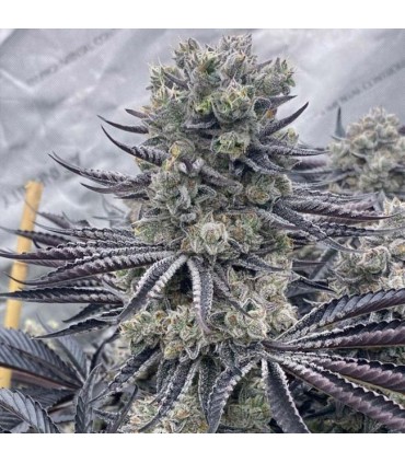 Red Dragon 6FEM (Death Kiss (Dante´s Infierno x Frosted Flakes) x Black Panther (Cheetah Piss x Sinful)