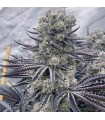 Red Dragon 6FEM (Death Kiss (Dante´s Infierno x Frosted Flakes) x Black Panther (Cheetah Piss x Sinful)