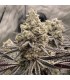 Znow  Leapard 6FEM (Znow Flakes (Soap x Frosted Flakes) x Black Panther (Cheetah Piss x Sinful)