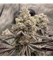Znow  Leapard 6FEM (Znow Flakes (Soap x Frosted Flakes) x Black Panther (Cheetah Piss x Sinful)