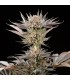 Lemon Tree 2.0 3FEM (X-Dark Lime 20 x Original Lemon Tree)