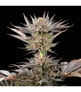 Lemon Tree 2.0 3FEM (X-Dark Lime 20 x Original Lemon Tree)