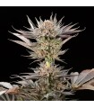 Lemon Tree 2.0 3FEM (X-Dark Lime 20 x Original Lemon Tree)
