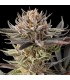 Lemon Tree 2.0 3FEM (X-Dark Lime 20 x Original Lemon Tree)