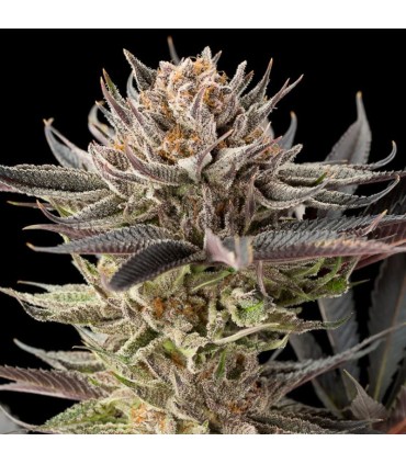 Lemon Tree 2.0 3FEM (X-Dark Lime 20 x Original Lemon Tree)