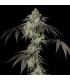 Mint Candy 3FEM (Face Off OG x 2 x Animal Face Mints) Limited Edition