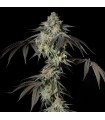 Mint Candy 3FEM (Face Off OG x 2 x Animal Face Mints) Limited Edition