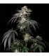 Mint Candy 3FEM (Face Off OG x 2 x Animal Face Mints) Limited Edition